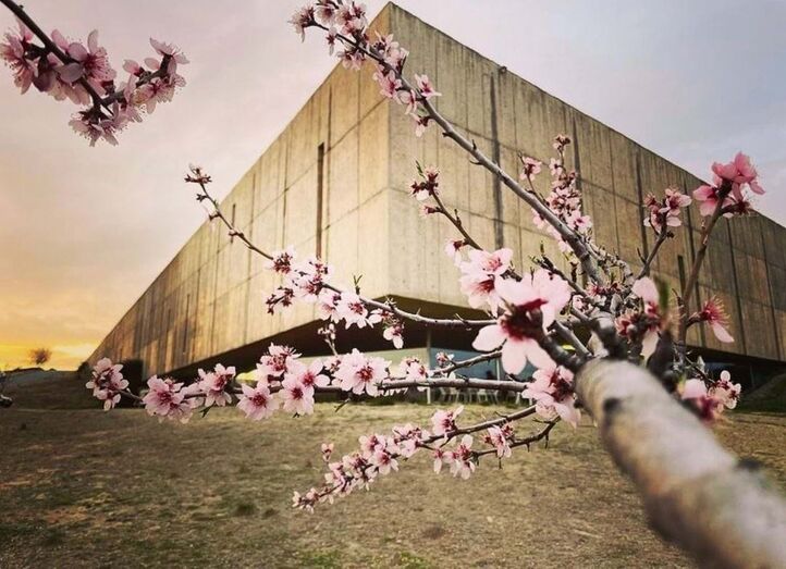 Amendoeiras em flor