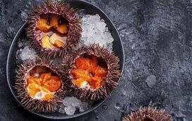 Ouriço do mar: o 'caviar do Atlântico' que divide paladares vai invadir a Ericeira