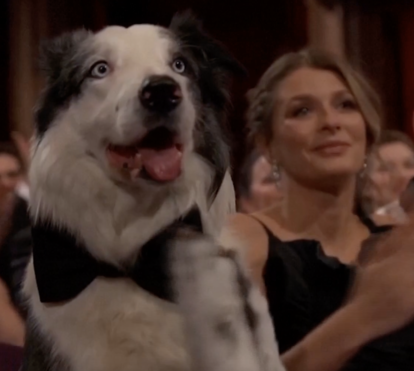 Mais insólitos nos Óscares: Um cão sentado na plateia e o vestido de Emma Stone rasgado