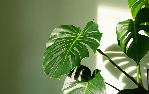 Monstera