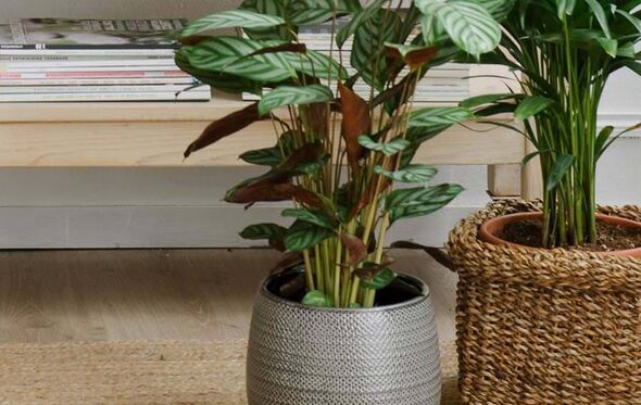 Calatheas