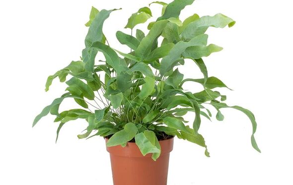 Phlebodium 'Blue star'
