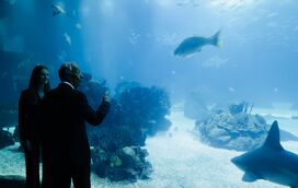 Princesa Leonor de Espanha deslumbrada com Oceanário de Lisboa