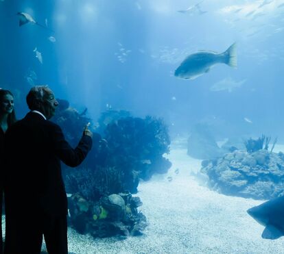 Princesa Leonor de Espanha deslumbrada com Oceanário de Lisboa