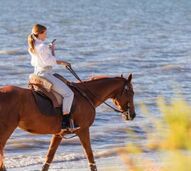 Cavalos, Pátio Tejo