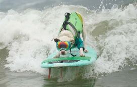 Patudos têm medo de água? Cães surfistas da Califórnia provam o contrário… e são o máximo