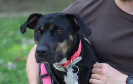 Salvo por Luna. Sandro foi abençoado com a sua patuda um ano após a morte da avó