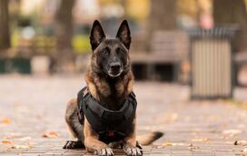 Heróis de quatro patas: os recrutas caninos que conquistaram o coração dos portugueses