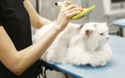 Pets and Company, gatos