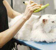 Pets and Company, gatos