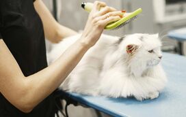 O seu gato tem problemas com bolas de pelo? Saiba aqui porque acontecem e como ajudá-lo 