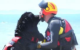 Heróis de quatro patas: os cães que salvam vidas nas praias espanholas
