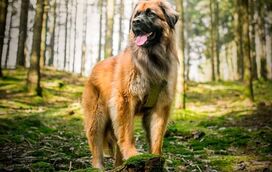 Já há um dia oficial dedicado ao cão Serra da Estrela!