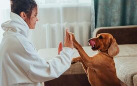 Conheça 5 benefícios em ter um animal de estimação