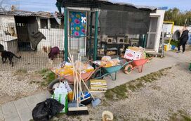 Quer fazer a diferença? Saiba como ser voluntário de um abrigo de animais e tudo o que pode fazer para ajudar estes amigos de quatro patas