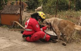 Animais em risco: a luta pela sobrevivência durante os incêndios em Portugal
