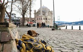 Mundo em choque com “Lei do massacre”. Drama leva a aumento da adoção cães abandonados