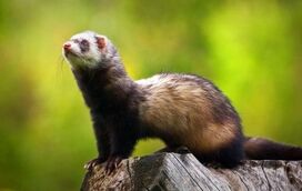 Quer saber qual é o animal que é um pequeno ladrão mas que o vai deixar encantado? Nós desvendamos!