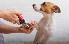 Cuidados essenciais: a importância de cortar as unhas ao seu patudo