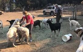 Odin, o cão herói que salvou o rebanho das chamas