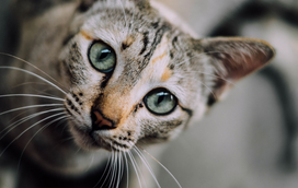 Afinal, para que servem os bigodes nos cães e nos gatos? Encontre aqui as respostas