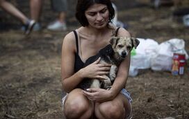 Vamos ajudar os animais que sofreram com os incêndios! Conheça a mega campanha de recolha de alimentos que está a ser feita por todo o País