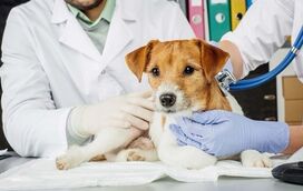 Vamos falar de castração de animais sem tabus! Um verdadeiro ato de amor e responsabilidade