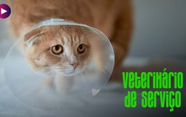 Castração: a escolha que pode salvar vidas!