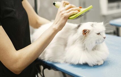 Pets and Company, gatos