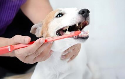 Cães, higiene dentária, pets and company