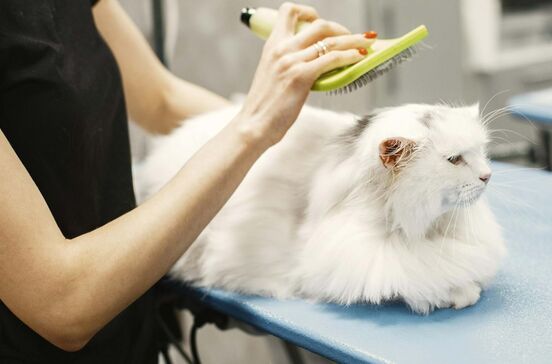 Pets and Company, gatos