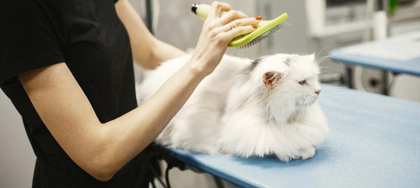 Pets and Company, gatos