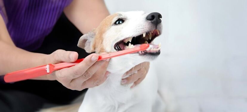 Cães, higiene dentária, pets and company