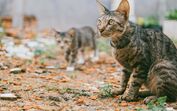 Gatos, pets and company