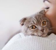 Gatos, pets and company