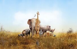 Vamos mimar os nossos melhores companheiros! Hoje é o Dia Mundial do Animal