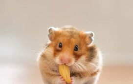 O encanto por trás do Hamster: umas bolinhas de pêlo cheias de energia