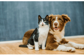 Regras começam a apertar! Proibida a venda de cães, gatos e furões já a partir de hoje