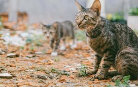 Amor pelos animais tem custo emocional! Estudo revela que metade dos cuidadores de gatos de rua estão em risco
