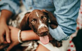 Sabia que os cães podem detetar doenças nos humanos?