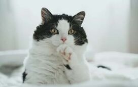Ronronar: sabe o significado deste comportamento tão curioso dos gatos? Nós explicamos