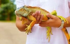 Procura um companheiro exótico e fascinante? Apresentamos-lhe a Iguana!