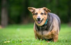 O seu cão está acima do peso? Descubra como saber e o que fazer para o ajudar!