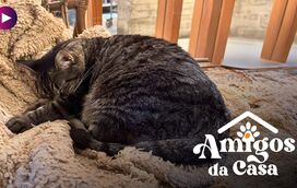Porto dos Gatos: o porto seguro de cafés e miados!