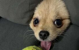 Acha que já sabe tudo sobre o seu animal de estimação? Nem acredita naquilo que ele é capaz de fazer!