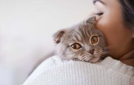 A sua gata está no cio? Saiba como ajudá-la e prevenir problemas ao longo do ciclo