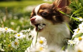 Adora flores e plantas em casa? Muita atenção! Conheça as 5 espécies que deve manter afastadas do seu cão