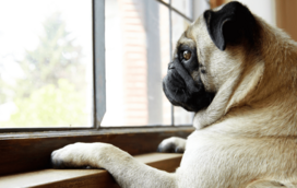 Ansiedade de separação nos cães: guia prático para os donos!