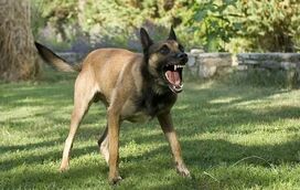 O seu cão ladra demais? Saiba as possíveis razões e como ajudar