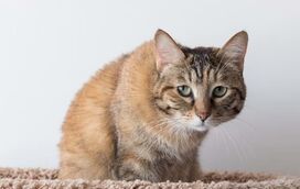 Será que os gatos sentem saudades do dono? Descubra o que o seu felino realmente sente